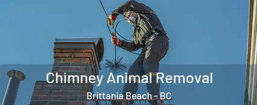 Chimney Animal Removal Brittania Beach - BC