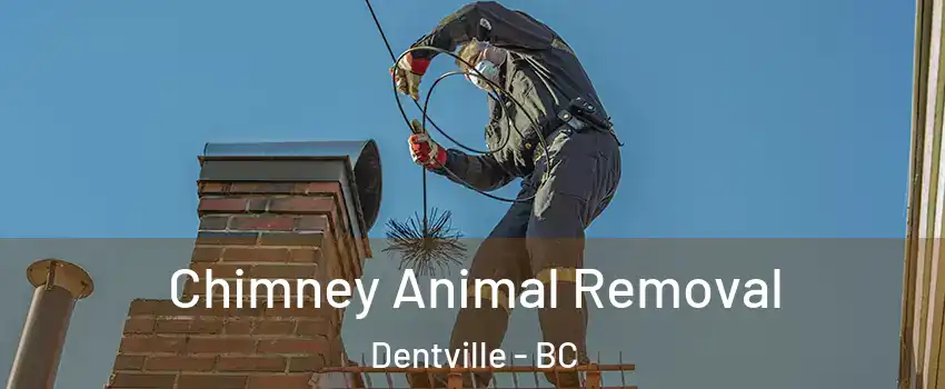 Chimney Animal Removal Dentville - BC