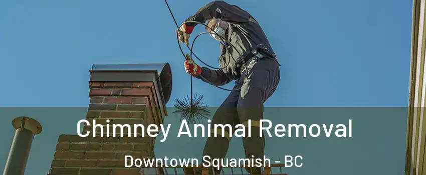 Chimney Animal Removal Downtown Squamish - BC