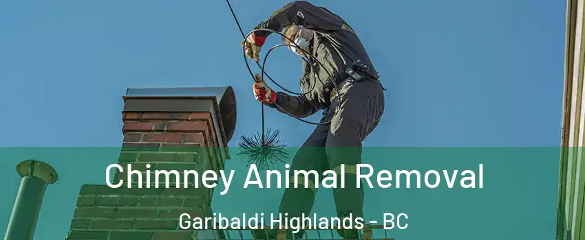 Chimney Animal Removal Garibaldi Highlands - BC