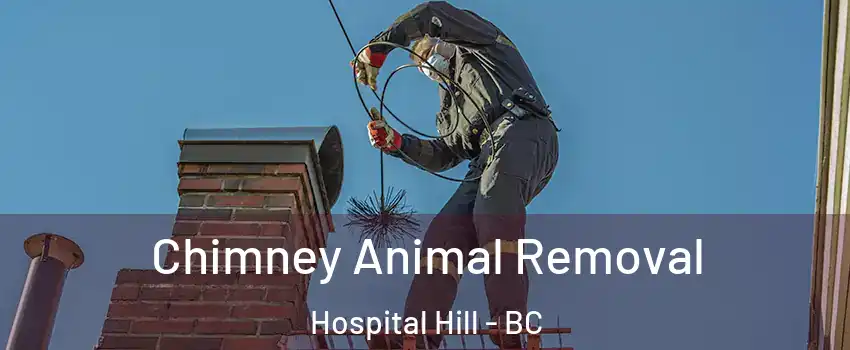 Chimney Animal Removal Hospital Hill - BC