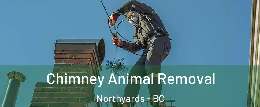 Chimney Animal Removal Northyards - BC