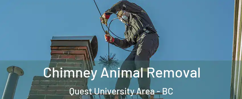 Chimney Animal Removal Quest University Area - BC