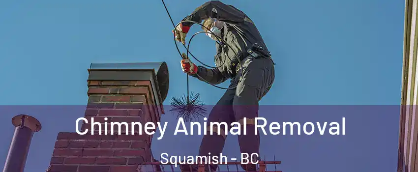 Chimney Animal Removal Squamish - BC